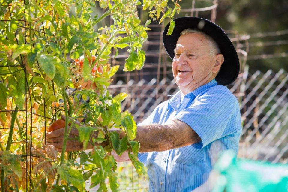 Man picking tomatoes from the vegetable garden