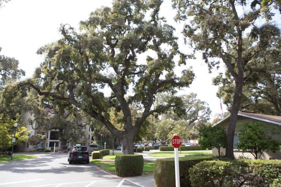 O'Connor Woods beautiful trees within their community