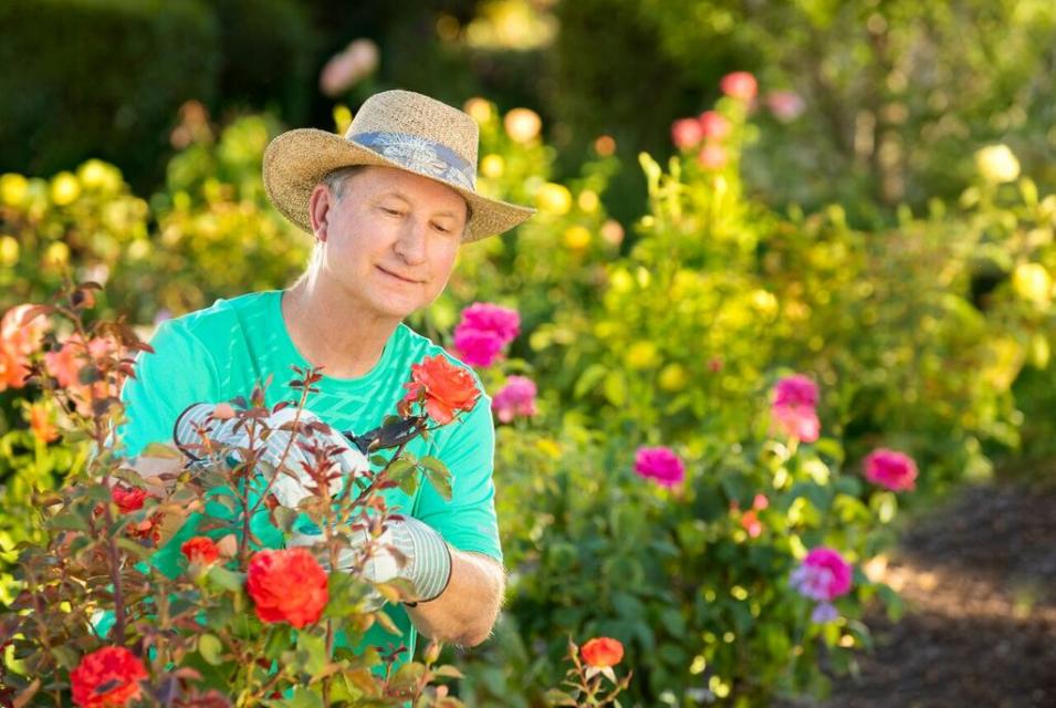 A male resident trimming rose bushes.